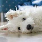 Coton De Tulear Pup Pic