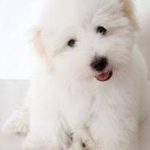 Coton De Tulear Pup Pic 3