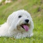 Coton De Tulear Pup Pic 4