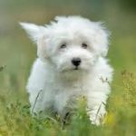 Coton De Tulear Pup Pic 5