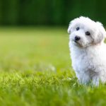 Coton De Tulear4 (2)