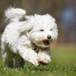 playful coton de tulear